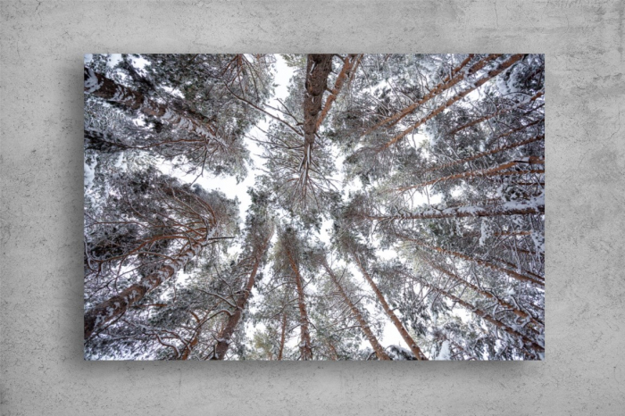 Tablou Canvas - Privind cerul prin padurea de pini [2]