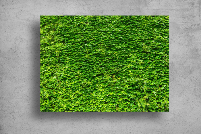 Tablou Canvas - Zidul verde [2]