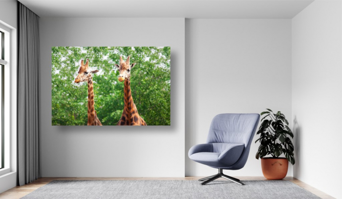 Tablouri Canvas Animale - Doua girafe [2]