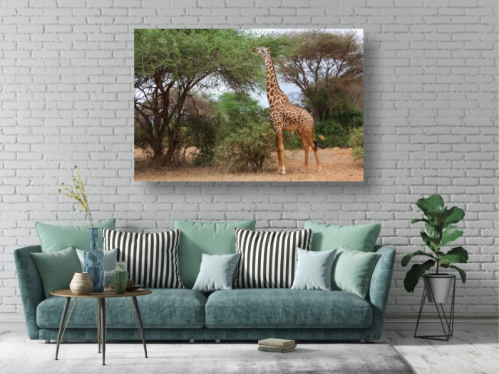 Tablouri Canvas Animale - Girafa [2]
