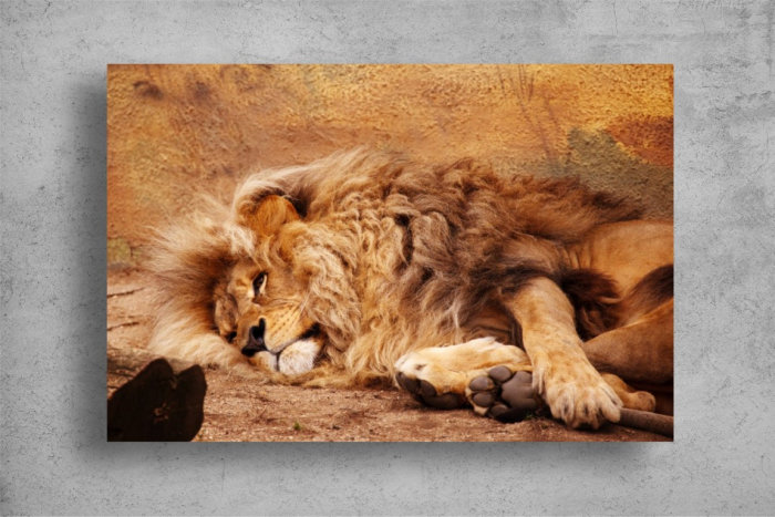 Tablouri Canvas Animale - Leul lenes [2]