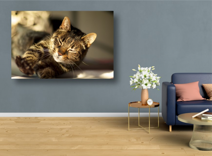 Tablouri Canvas Animale - Morning stretch [2]