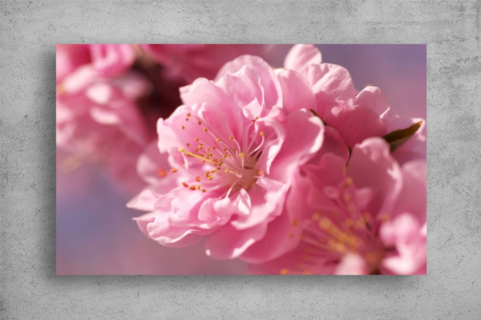 Tablouri Canvas Flori - Floare roz [2]
