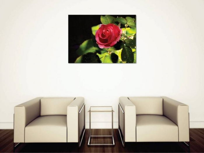 Tablouri Canvas Flori - Roua de pe trandafir [2]