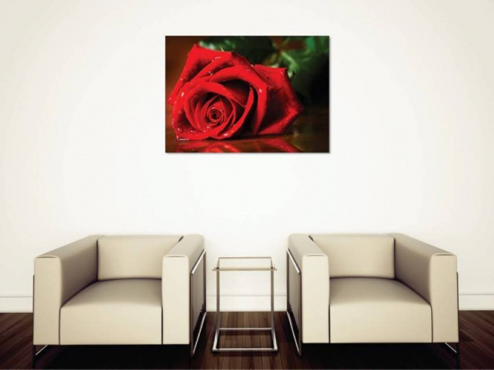 Tablouri Canvas Flori - Trandafiru rosu stropit [2]