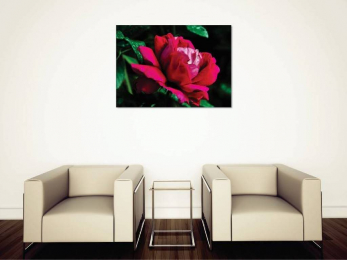 Tablouri Canvas Flori - Trandafirul inflorit [2]