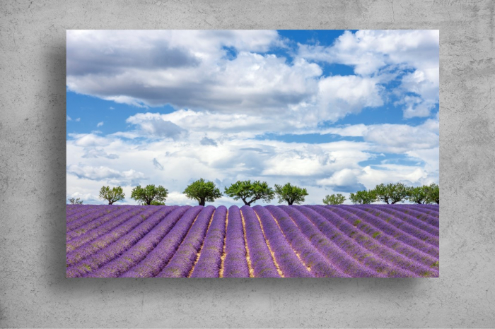 Tapet Premium Canvas - Campul de lavanda din Franta [2]