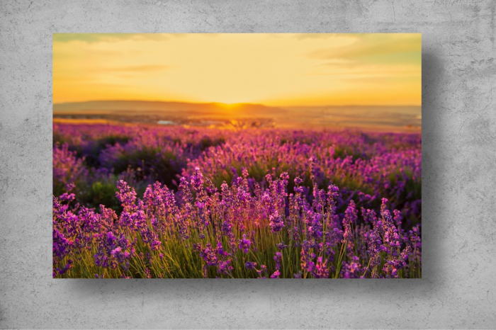Tapet Premium Canvas - Campul de lavanda in amurg [2]