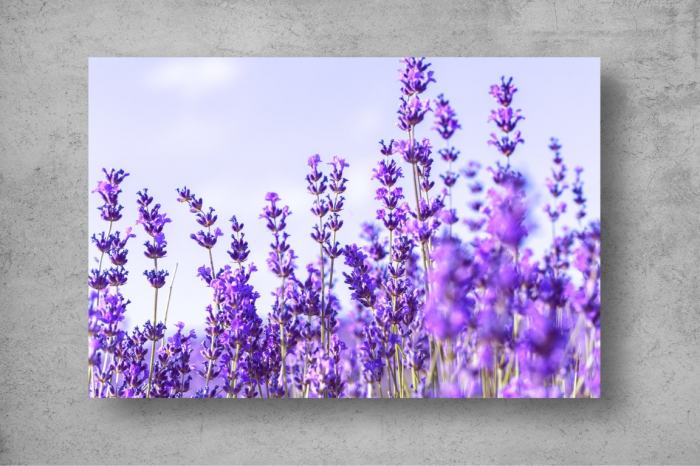 Tapet Premium Canvas - Campul de lavanda vara [2]