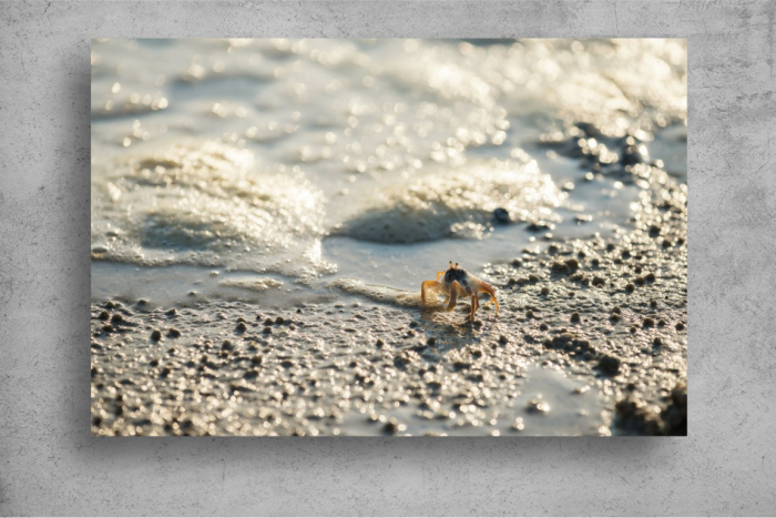 Tapet Premium Canvas - Crab la plimbare pe plaja [2]