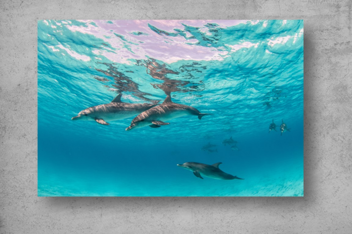 Tapet Premium Canvas - Delfini prin apele oceanului [2]