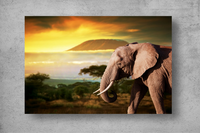 Tapet Premium Canvas - Elefant la apus [2]
