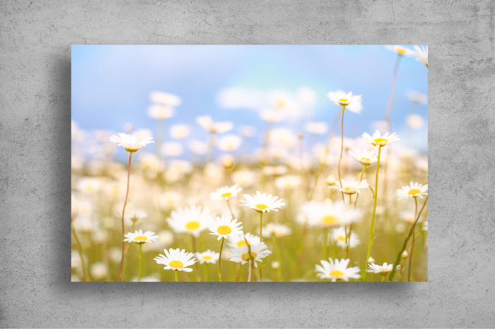 Tapet Premium Canvas - Flori de musetel in lumina soarelui [2]