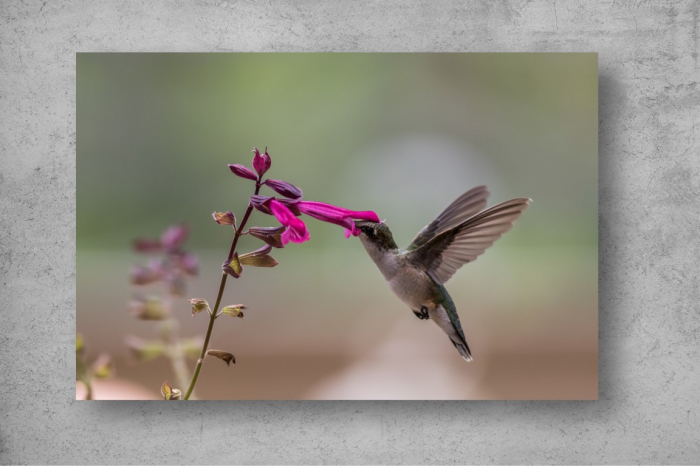 Tapet Premium Canvas - Pasarea colibri si floarea [2]