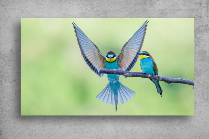 Tapet Premium Canvas - Pasari colorate pe creanga [2]