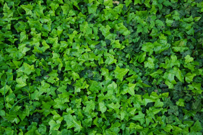 Tapet Premium Canvas - Peretele verde [2]
