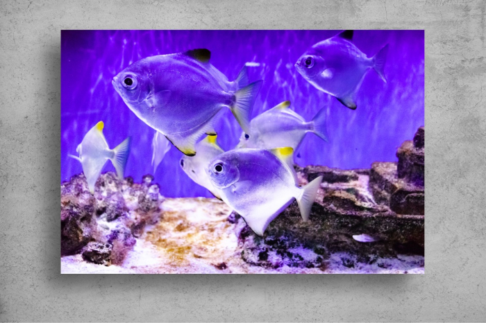 Tapet Premium Canvas - Pestii in ocean [2]
