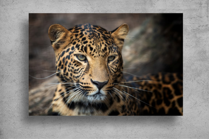Tapet Premium Canvas - Portretul unui leopard [2]