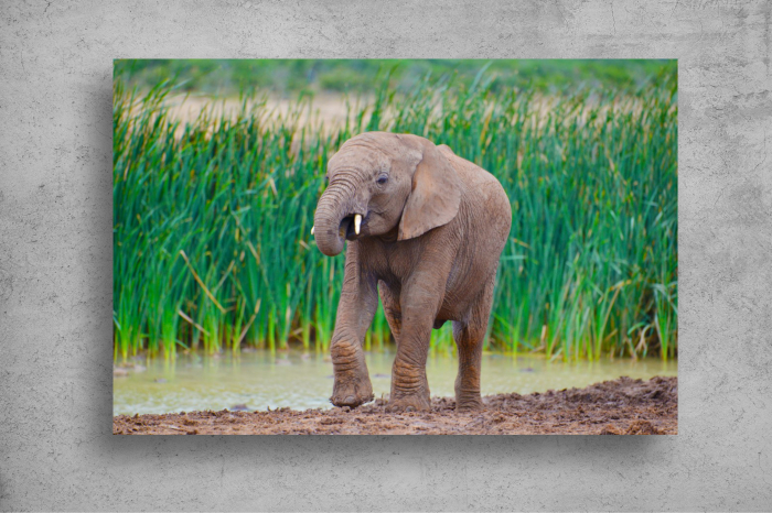 Tapet Premium Canvas - Puiul de elefant [2]