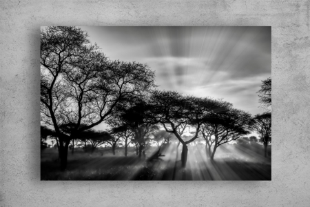 Tablou Canvas - Apusul printre pomii din savana [1]