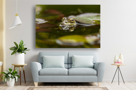 Tablouri Canvas Animale - Tablou Canvas - Broasca ascunsa sub nuferi