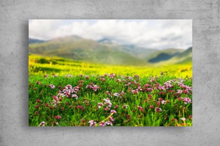 Tablou Canvas - Camp de flori la munte [1]