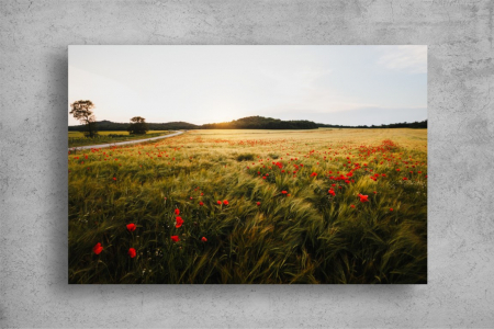 Tablou Canvas - Camp de maci la rasarit [1]