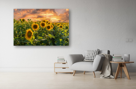 Tablouri Canvas cu peisaje - Tablou Canvas - Campul de floarea soarelui la apus
