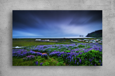 Tablou Canvas - Campul de lavanda [1]