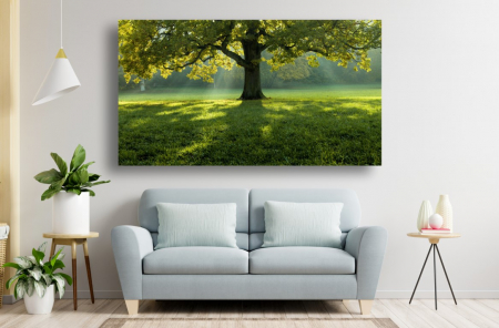 Tablouri Canvas cu peisaje - Tablou Canvas - Copacul singuratic in razele soarelui