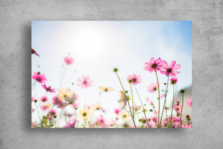 Tablou Canvas - Flori colorate in soarele puternic [1]