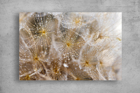 Tablouri Canvas cu peisaje - Tablou Canvas - Papadii cu roua dimineata
