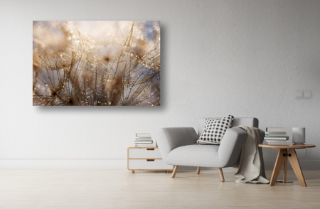 Tablouri Canvas cu peisaje - Tablou Canvas - Papadii cu roua in soare