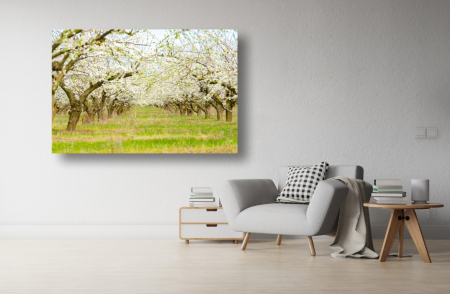 Tablouri Canvas cu peisaje - Tablou Canvas - Poteca printre copacii infloriti