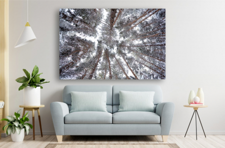 Tablouri Canvas cu peisaje - Tablou Canvas - Privind cerul prin padurea de pini