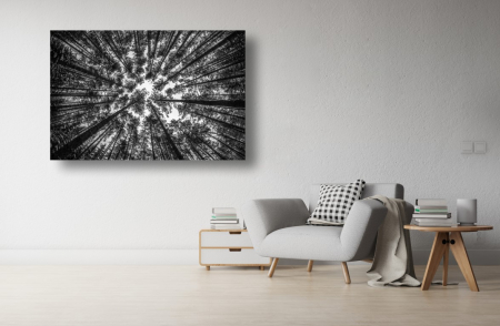 Tablouri Canvas cu peisaje - Tablou Canvas - Privind spre cer printre copaci