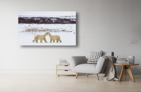 Tablouri Canvas Animale - Tablou Canvas - Ursii polari jucausi