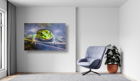 Tablouri Canvas Animale - Broasca verde fericita [1]