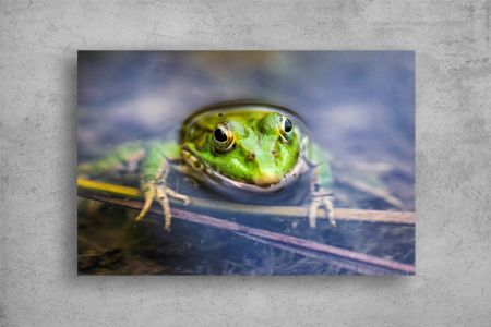 Tablouri Canvas Animale - Tablouri Canvas Animale - Broasca verde fericita