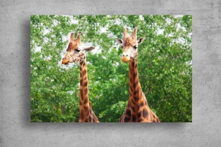 Tablouri Canvas Animale - Tablouri Canvas Animale - Doua girafe