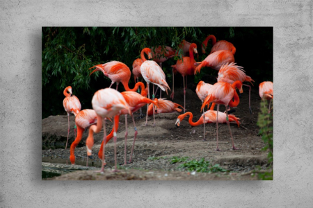 Tablouri Canvas Animale - Tablouri Canvas Animale - Flamingo roz