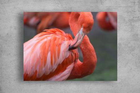 Tablouri Canvas Animale - Tablouri Canvas Animale - Flamingo roz salbatic