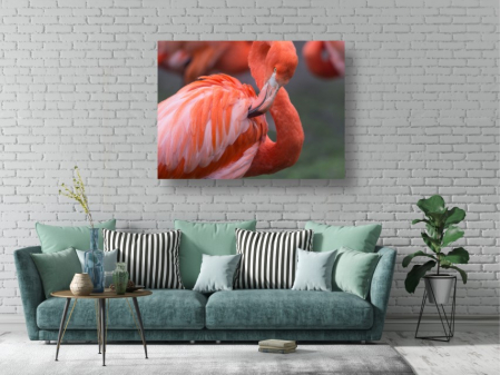 Tablouri Canvas Animale - Flamingo roz salbatic [1]