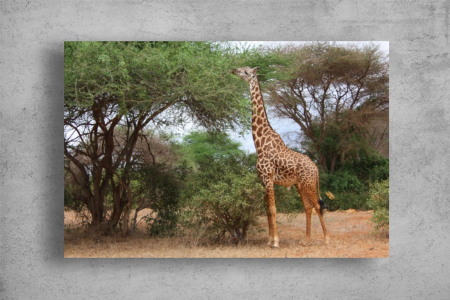 Tablouri Canvas Animale - Tablouri Canvas Animale - Girafa