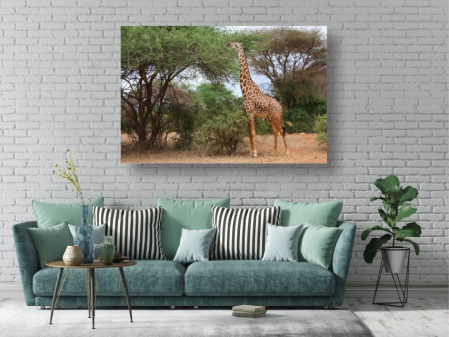 Tablouri Canvas Animale - Girafa [1]