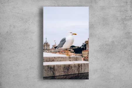 Tablouri Canvas Animale - Tablouri Canvas Animale - La inaltime