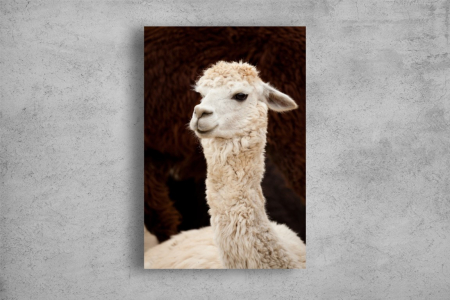 Tablouri Canvas Animale - Tablouri Canvas Animale - Lama alba