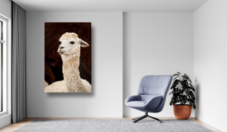 Tablouri Canvas Animale - Lama alba [1]