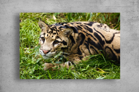 Tablouri Canvas Animale - Tablouri Canvas Animale - Leopard in iarba