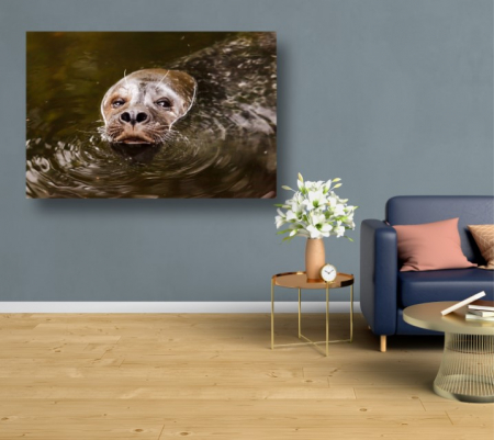 Tablouri Canvas Animale - Leu de mare [1]